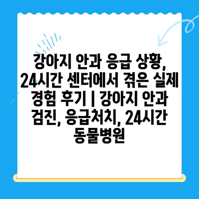 강아지 안과 응급 상황, 24시간 센터에서 겪은 실제 경험 후기 | 강아지 안과 검진, 응급처치, 24시간 동물병원
