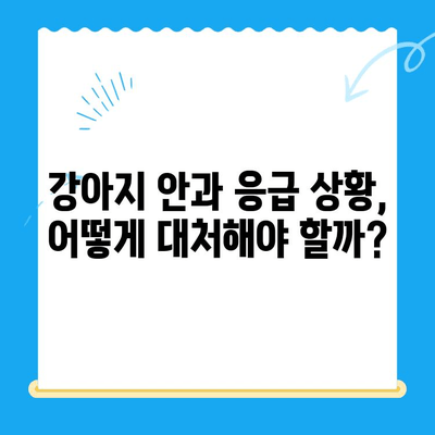 강아지 안과 응급 상황, 24시간 센터에서 겪은 실제 경험 후기 | 강아지 안과 검진, 응급처치, 24시간 동물병원