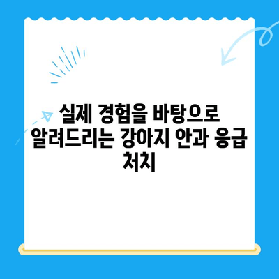 강아지 안과 응급 상황, 24시간 센터에서 겪은 실제 경험 후기 | 강아지 안과 검진, 응급처치, 24시간 동물병원
