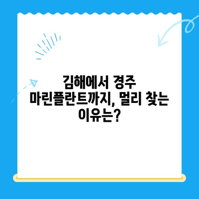 김해 임플란트치과에서 경주 마린플란트를 찾는 이유 | 경주 임플란트, 마린플란트 장점, 김해 치과 추천