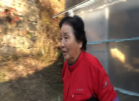 휴먼다큐 사노라면 배추전