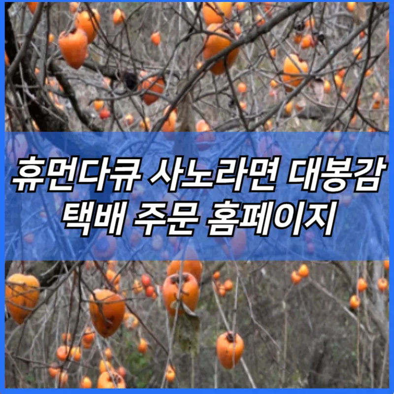 휴먼다큐 사노라면 대봉 감